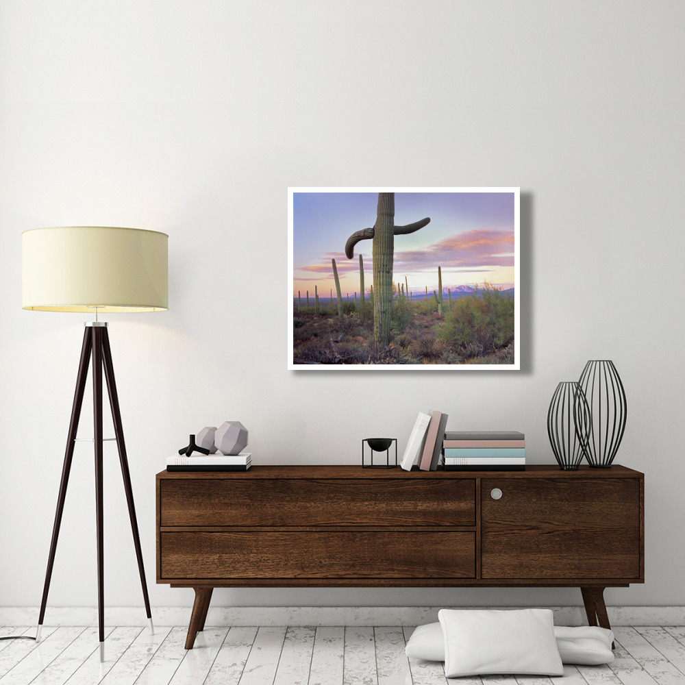 Saguaro cactus field with Sierrita Mountains in the background, Saguaro National Park, Arizona-Paper Art-42&quotx32"