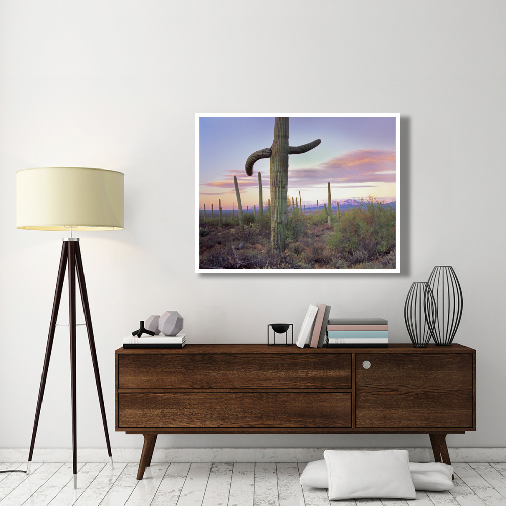 Saguaro cactus field with Sierrita Mountains in the background, Saguaro National Park, Arizona-Paper Art-50&quotx38"