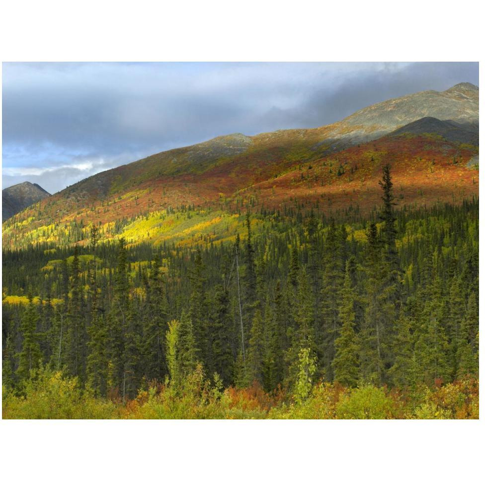 Boreal forest beneath Goldensides Mountain, Tombstone Territorial Park, Yukon Territory, Canada-Paper Art-50&quotx38"