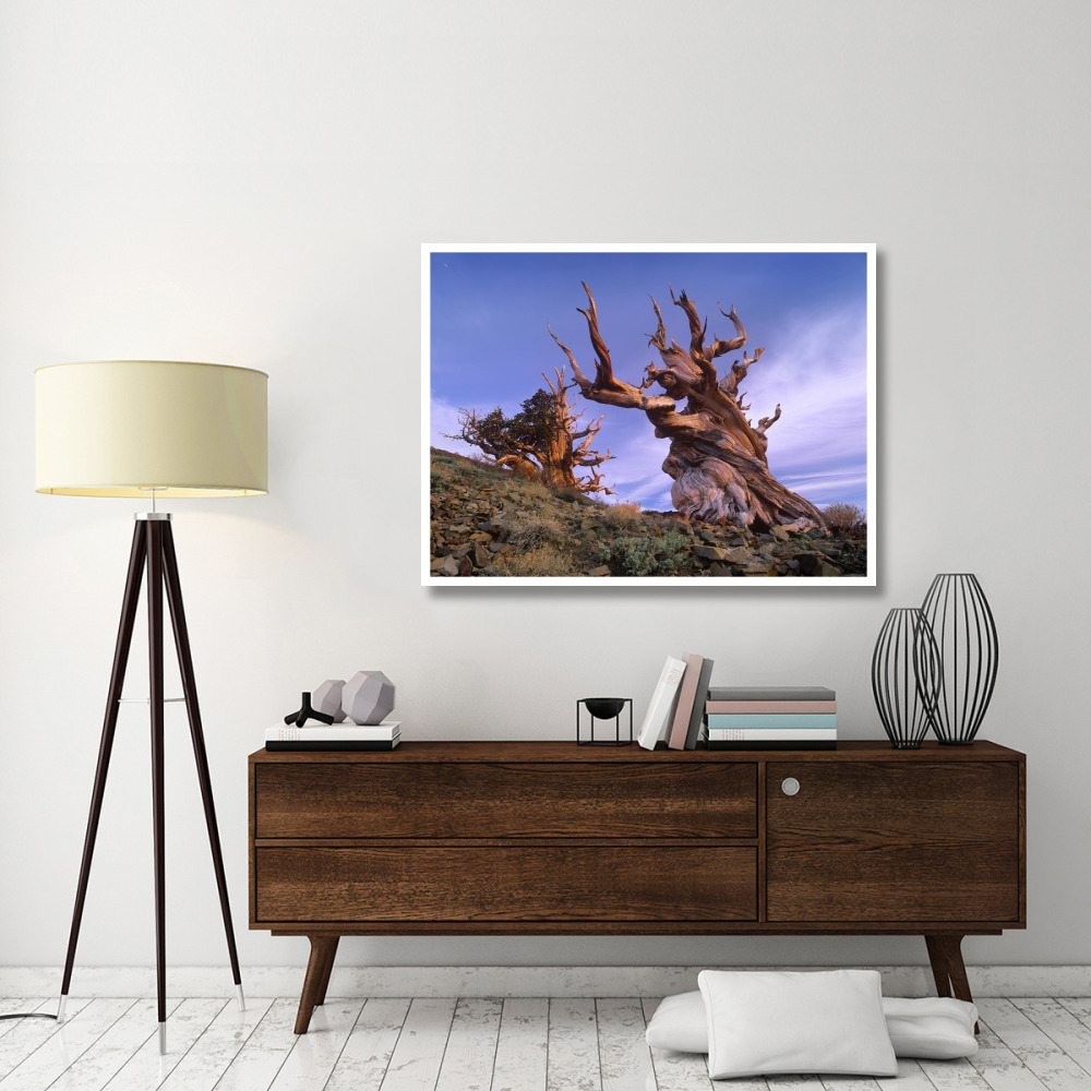 Foxtail Pine ancient trees at Schulman Grove, White Mountains, Inyo National Forest, California-Paper Art-50&quotx38"