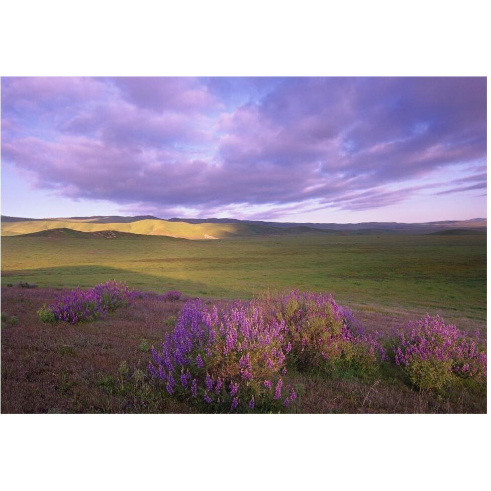 Large-leaved Lupine in bloom overlooking grassland, Carrizo Plain National Monument, California-Paper Art-62&quotx42"