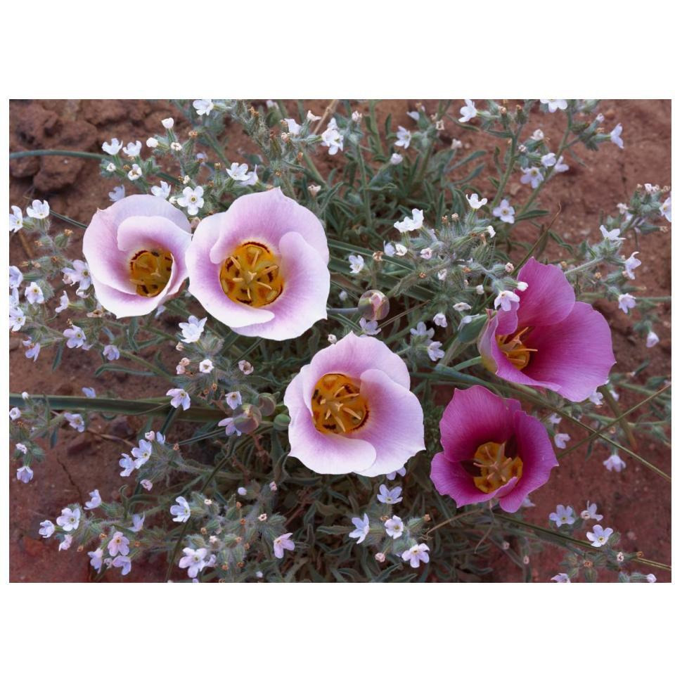 Sego Lily group, state flower of Utah with bulbous edible root, Canyonlands National Park, Utah-Paper Art-18&quotx14"