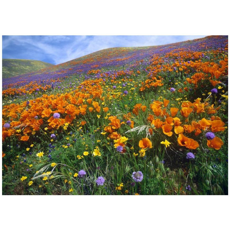 California Poppy and other wildflowers growing on hillside, spring, Antelope Valley, California-Paper Art-42&quotx30.4"