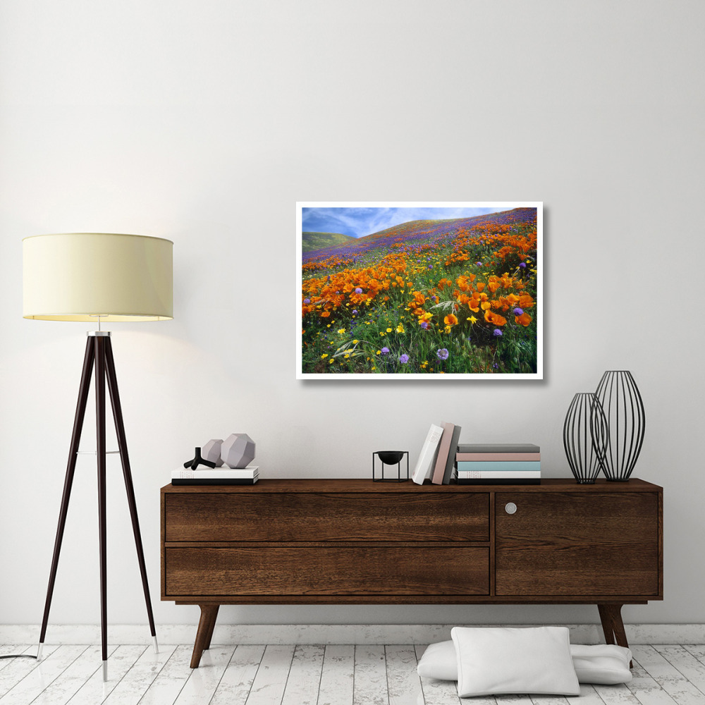 California Poppy and other wildflowers growing on hillside, spring, Antelope Valley, California-Paper Art-42&quotx30.4"