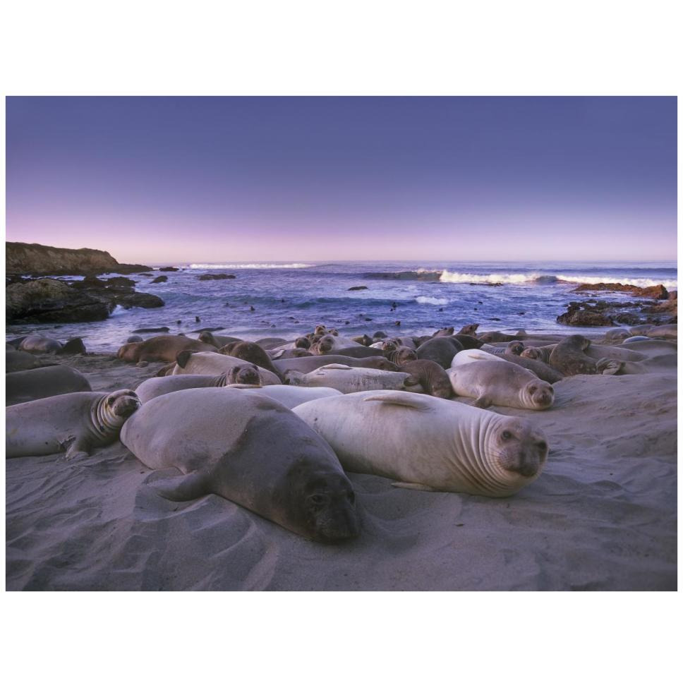 Northern Elephant Seal juveniles laying on the beach, Point Piedras Blancas, Big Sur, California-Paper Art-42&quotx32"