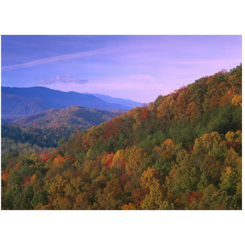 Appalachian Mountains ablaze with fall color, Great Smoky Mountains National Park, North Carolina-Paper Art-50&quotx38"