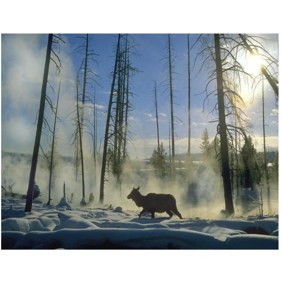 Elk female in the snow with steam rising from nearby hot spring, Yellowstone National Park, Wyoming-Paper Art-50&quotx38"