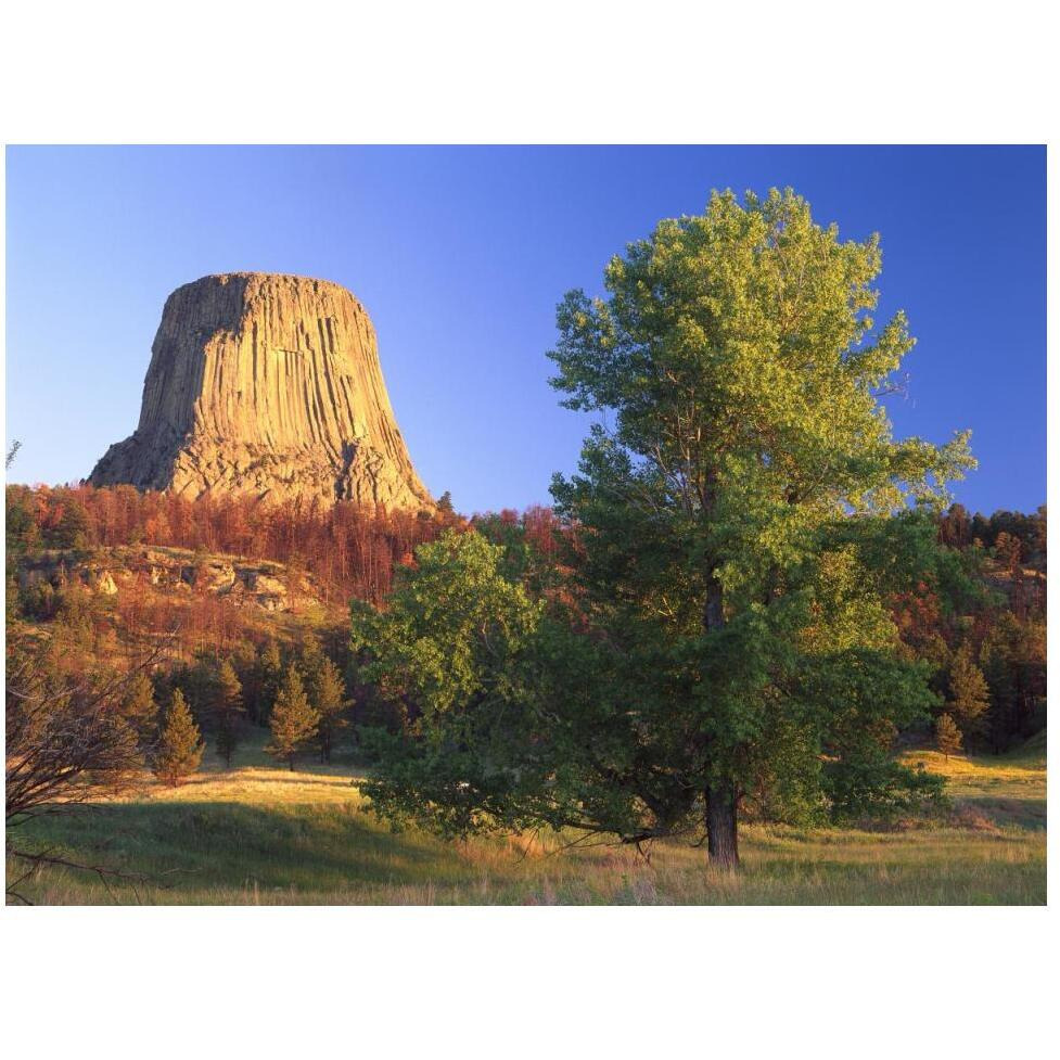 Devil's Tower National Monument showing famous basalt tower, sacred site for Native Americans, Wyoming-Paper Art-50&quotx38"