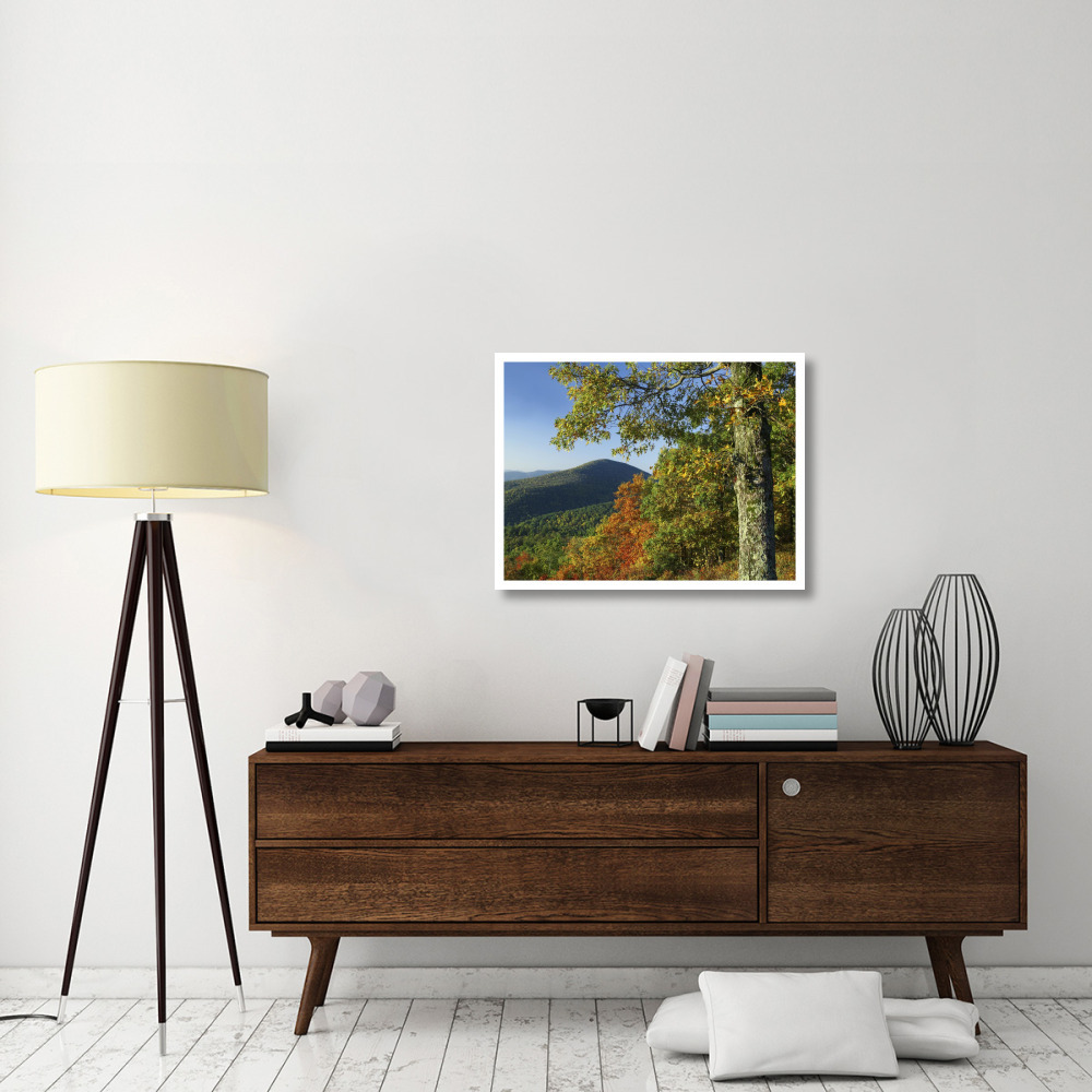 Broadleaf forest in fall colors as seen from Doyles River Overlook, Shenandoah National Park, Virginia-Paper Art-34&quotx26"