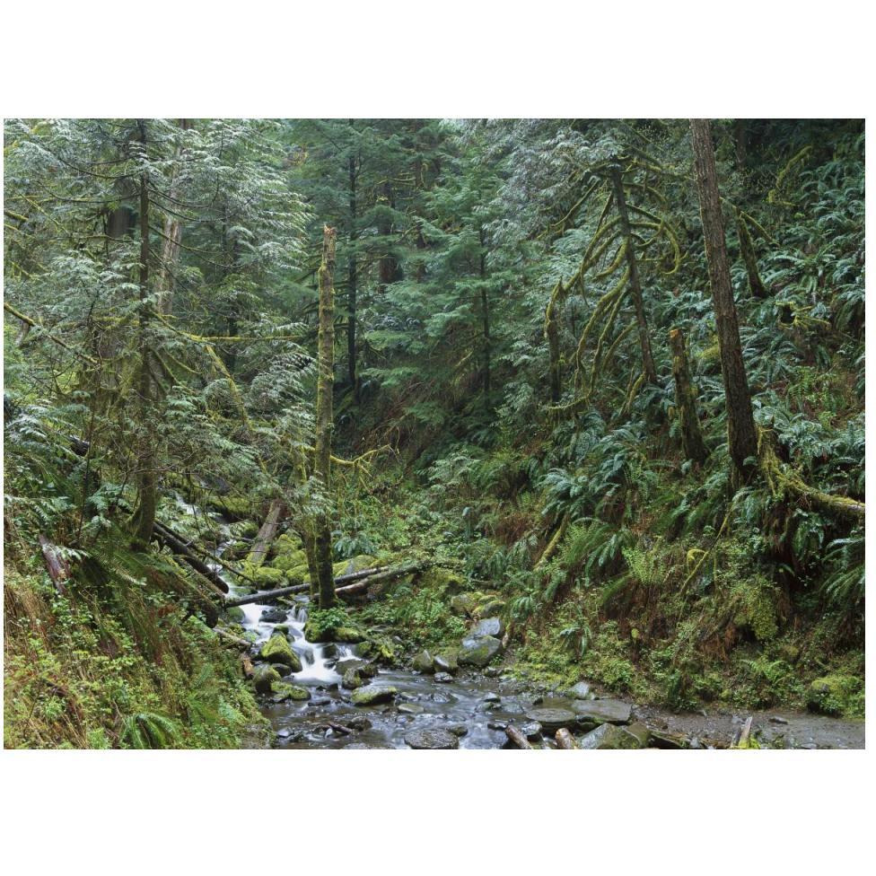 Cascade along Eagle Creek flowing through temperate old growth rainforest, Columbia River Gorge, Oregon-Paper Art-50&quotx38"