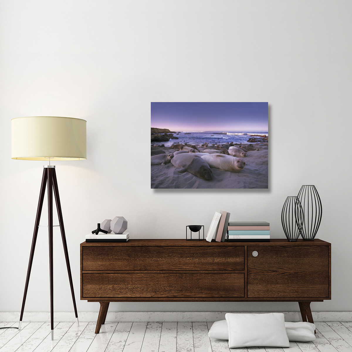 Northern Elephant Seal juveniles laying on the beach, Point Piedras Blancas, Big Sur, California-Canvas Art-40&quotx30"