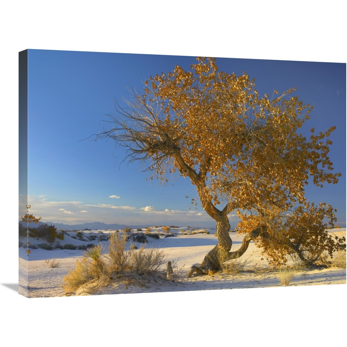 Fremont Cottonwood tree single tree in desert, White Sands National Monument, Chihuahuan Desert New Mexico-Canvas Art-32&quotx24"