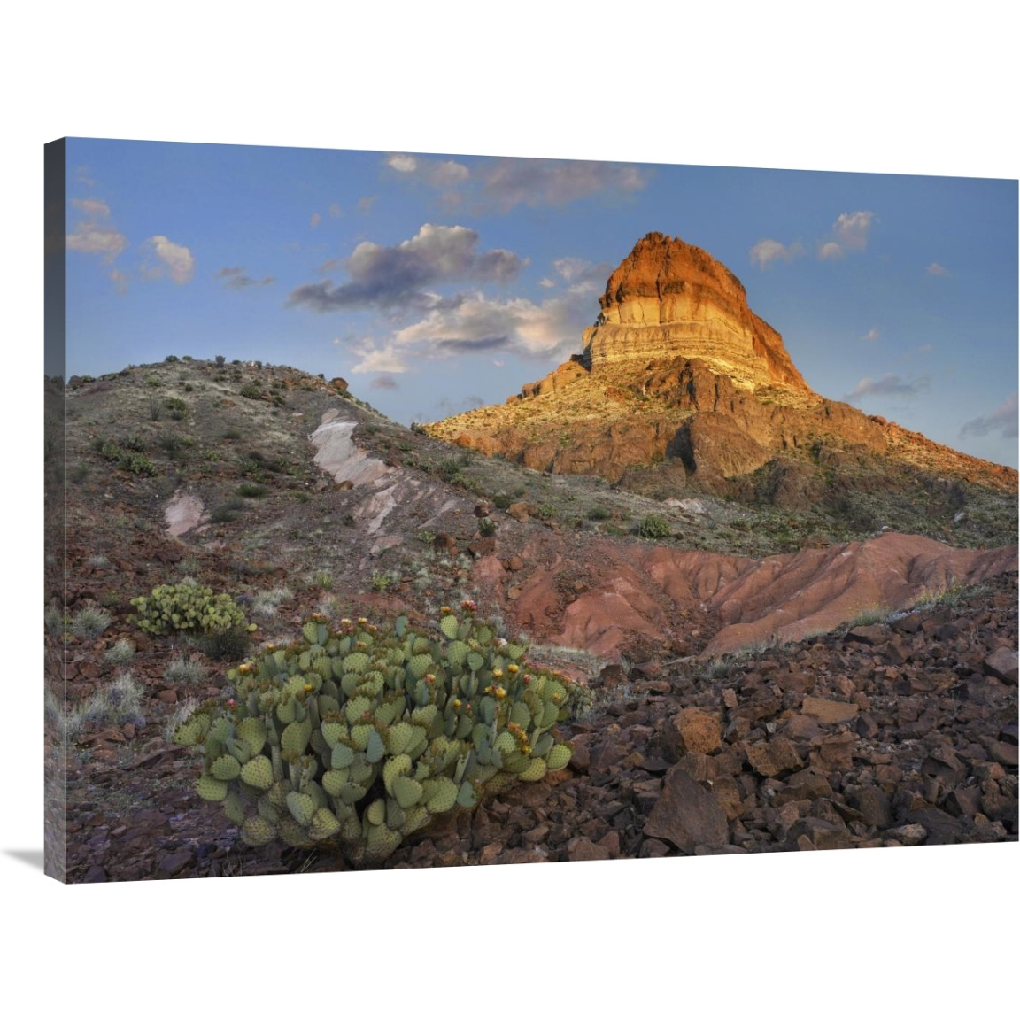 Prickly Pear Cactus at Cerro Castellan, Chihuahuan Desert, Big Bend National Park, Chihuahuan Desert, Texas-Canvas Art-40&quotx30"