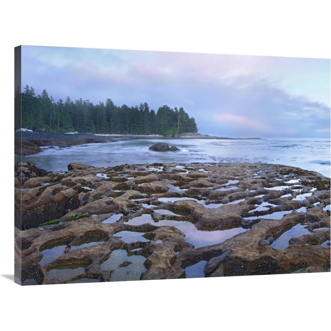 Tide pools exposed at low tide, Botanical Beach, Juan de Fuca Provincial Park, Vancouver Island, British Columbia, Canada-Canvas Art-40&quotx30"