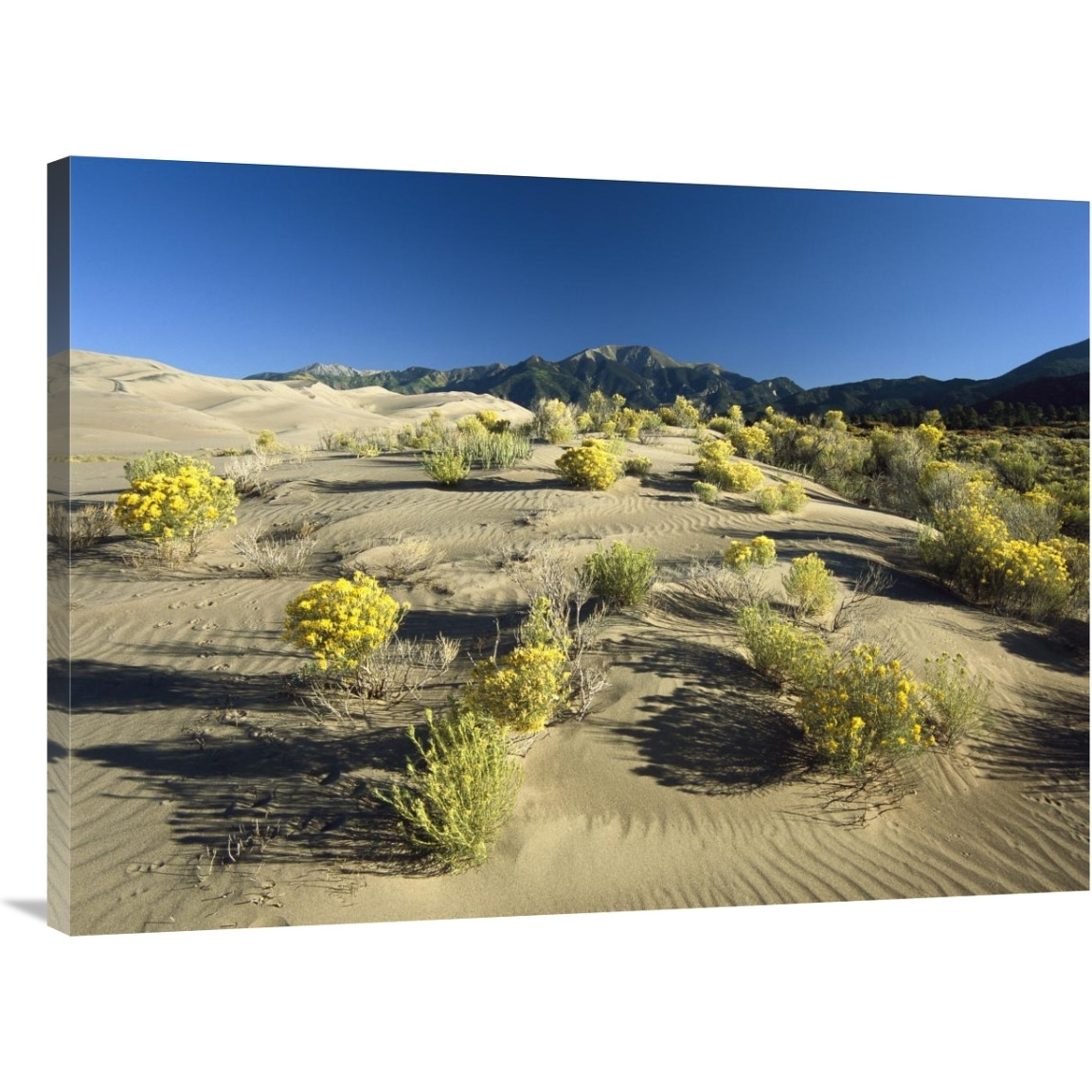 Flowering shrubs on the dune fields in front of the Sangre de Cristo Mountains, Great Sand Dunes National Monument, Colorado-Canvas Art-40&quotx30"