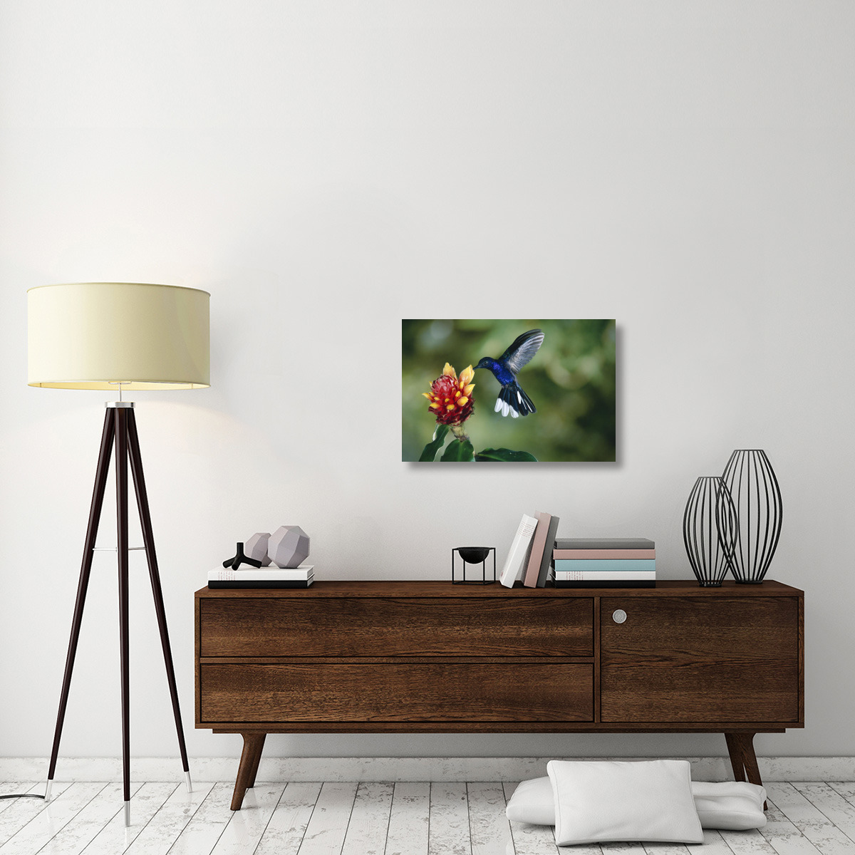 Violet Sabre-wing hummingbird, feeding on and pollinating Spiral Flag ginger flowers, cloud forest, Costa Rica-Canvas Art-30&quotx20"