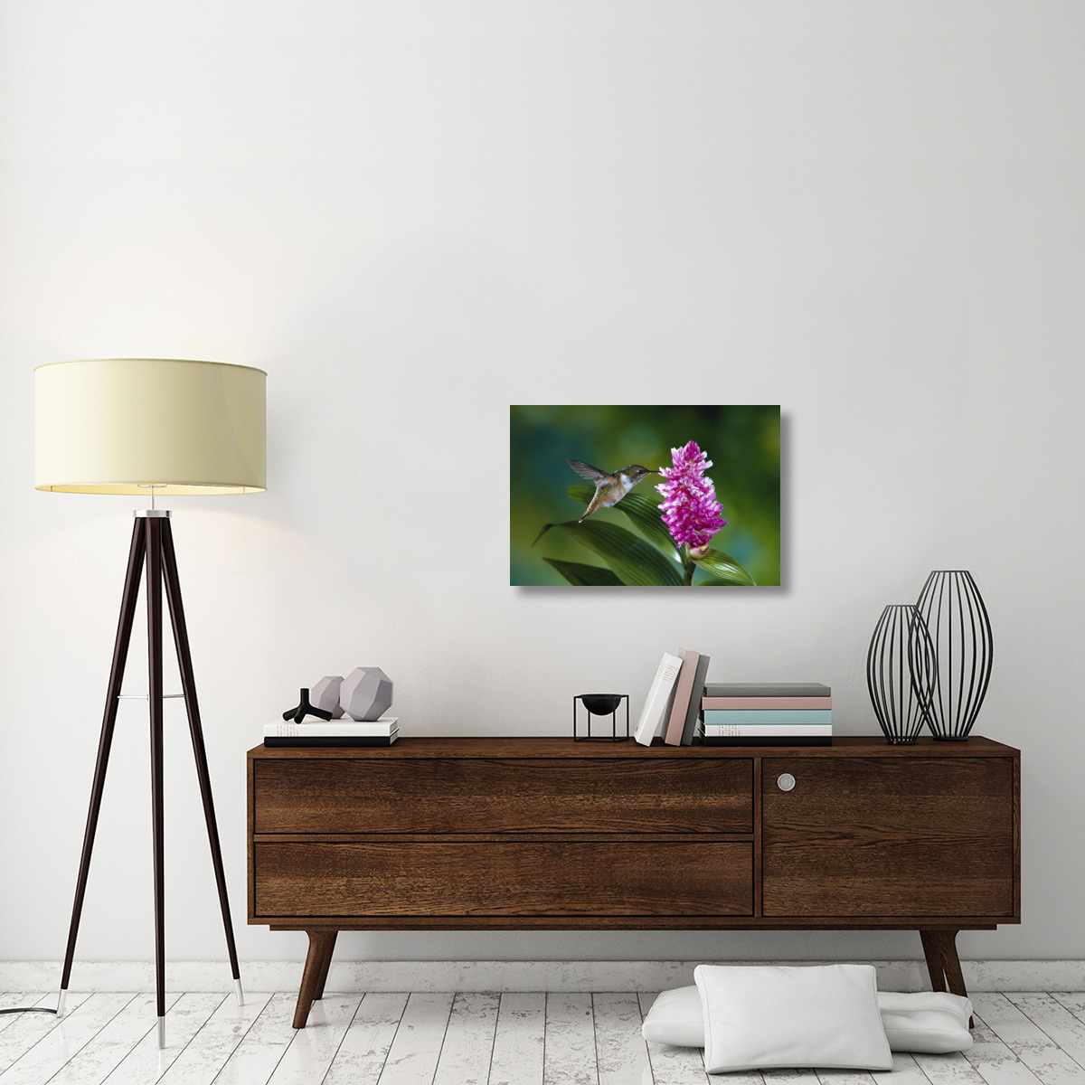 Scintillant Hummingbird feeding at and pollinating flowers of epiphytic Orchid, Monteverde Cloud Forest Reserve, Costa Rica-Canvas Art-30&quotx20"