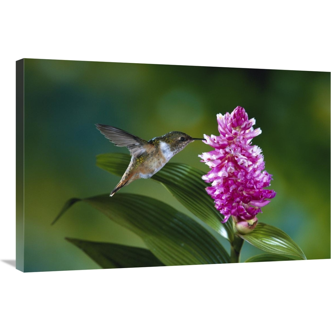 Scintillant Hummingbird feeding at and pollinating flowers of epiphytic Orchid, Monteverde Cloud Forest Reserve, Costa Rica-Canvas Art-36&quotx24"