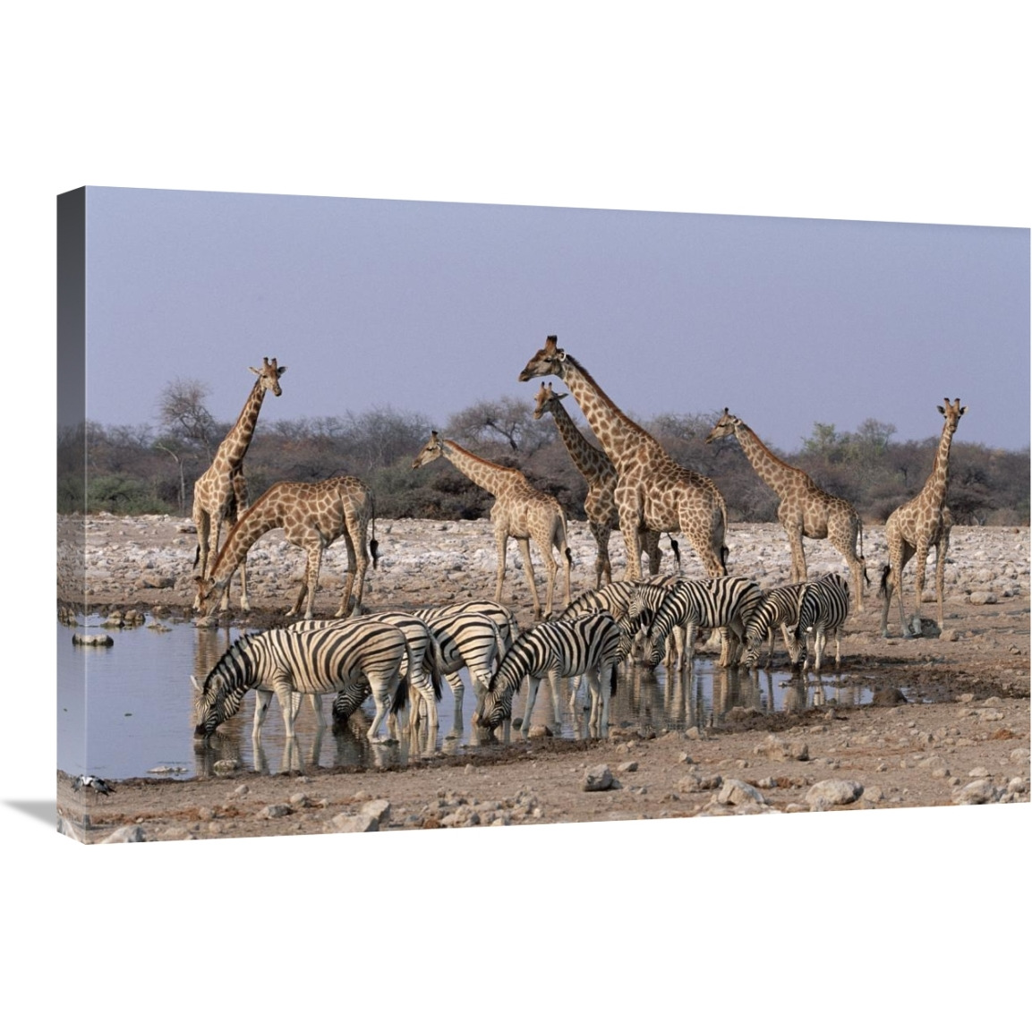 Burchell&quots Zebra and Giraffe at waterhole, Etosha National Park, Namibia-Canvas Art-30&quotx20"