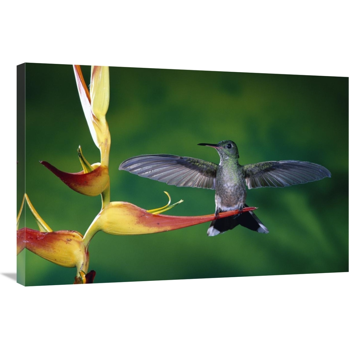 Scaly-breasted Hummingbird near a Heliconia flower in rainforest, Costa Rica-Canvas Art-36&quotx24"