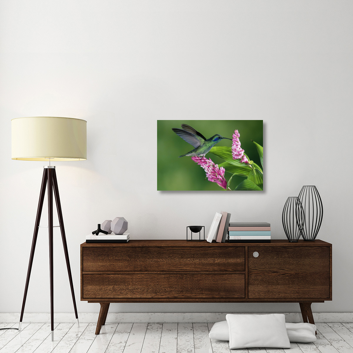 Green Violet-ear hummingbird feeding at and pollinating epiphytic Orchid Costa Rica-Canvas Art-36&quotx24"