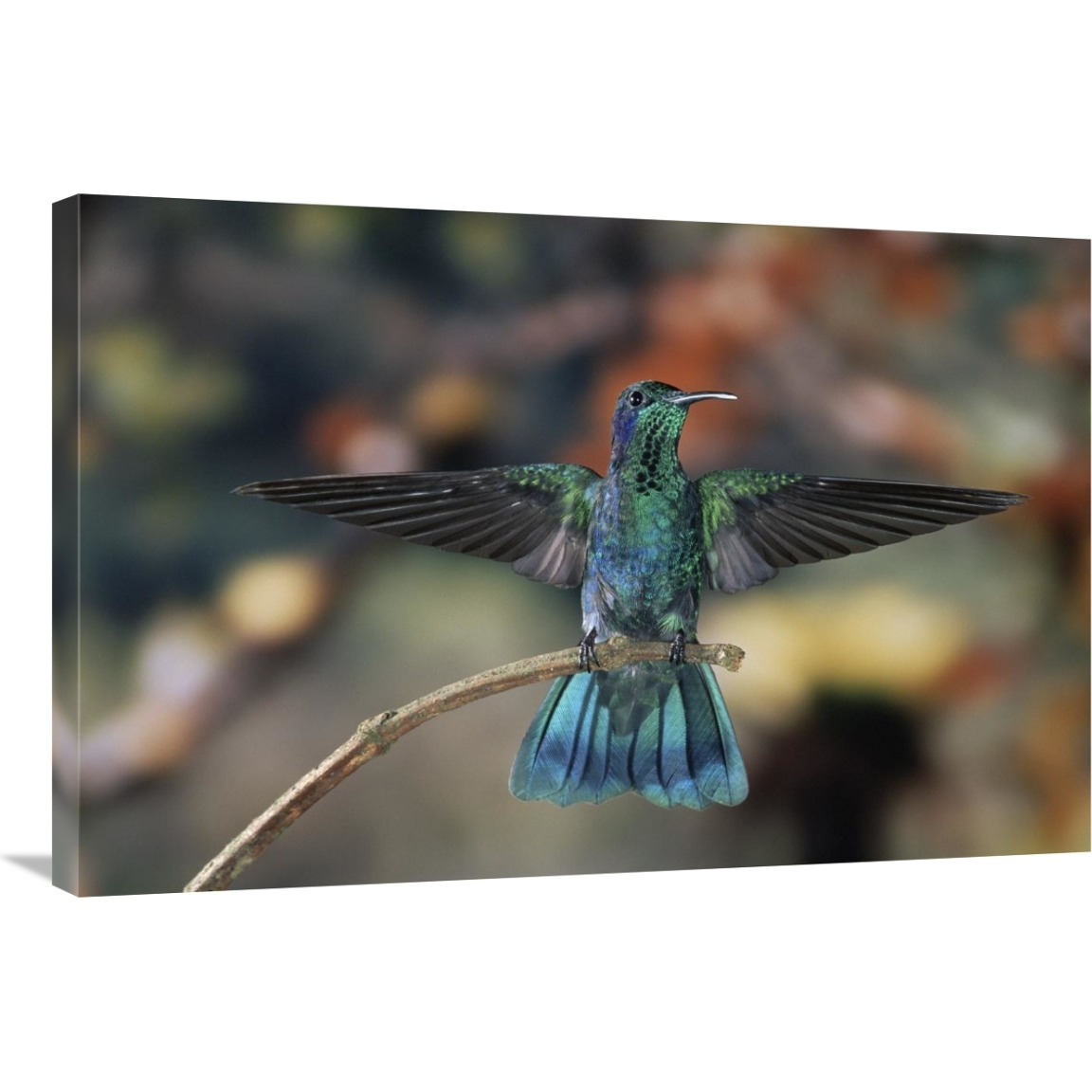 Green Violet-ear hummingbird, perched on branch, Monteverde Cloud Reserve, Costa Rica-Canvas Art-36&quotx24"