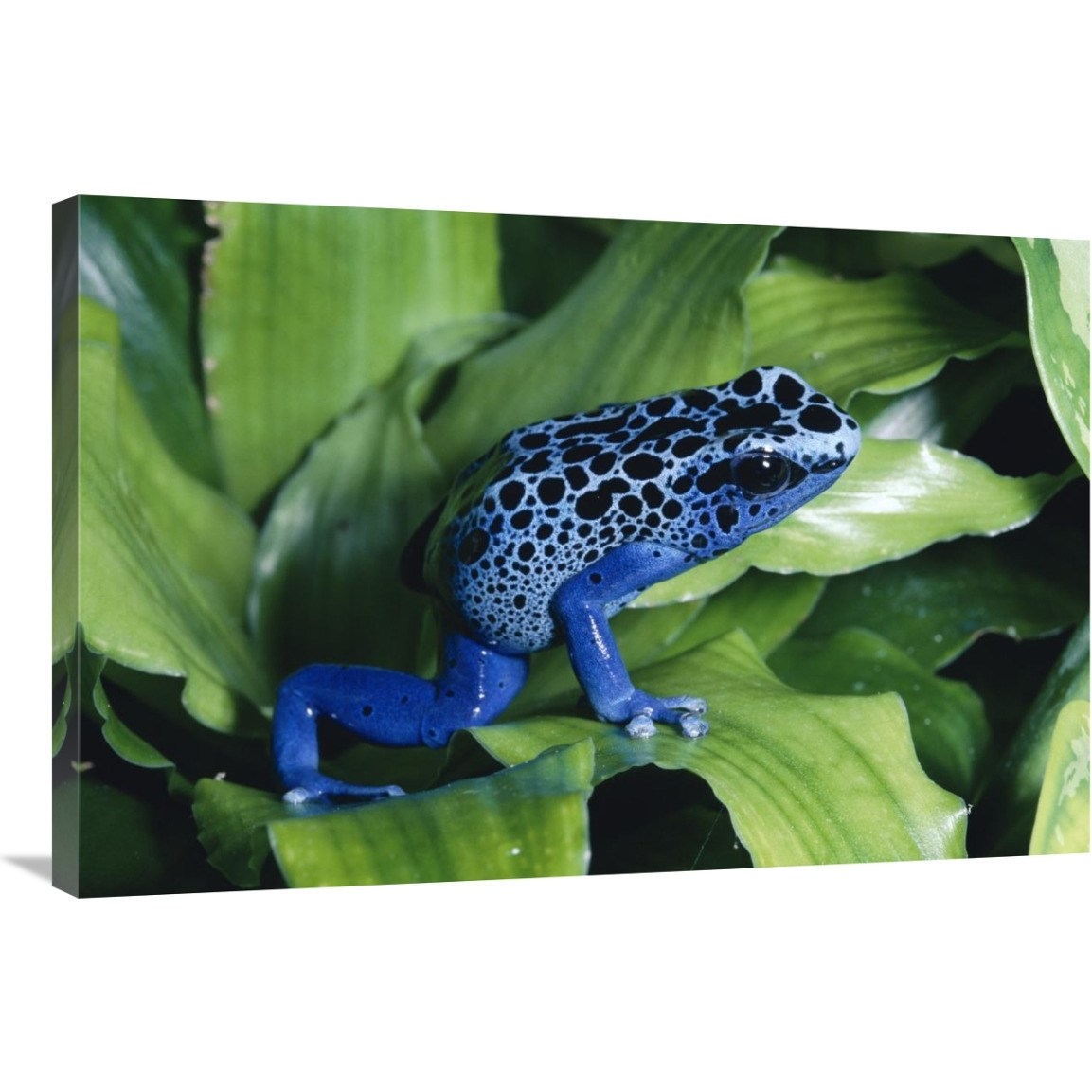 Blue Poison Dart Frog very tiny frog used by Indian tribes to poison tips of arrows, native to South America-Canvas Art-36&quotx24"