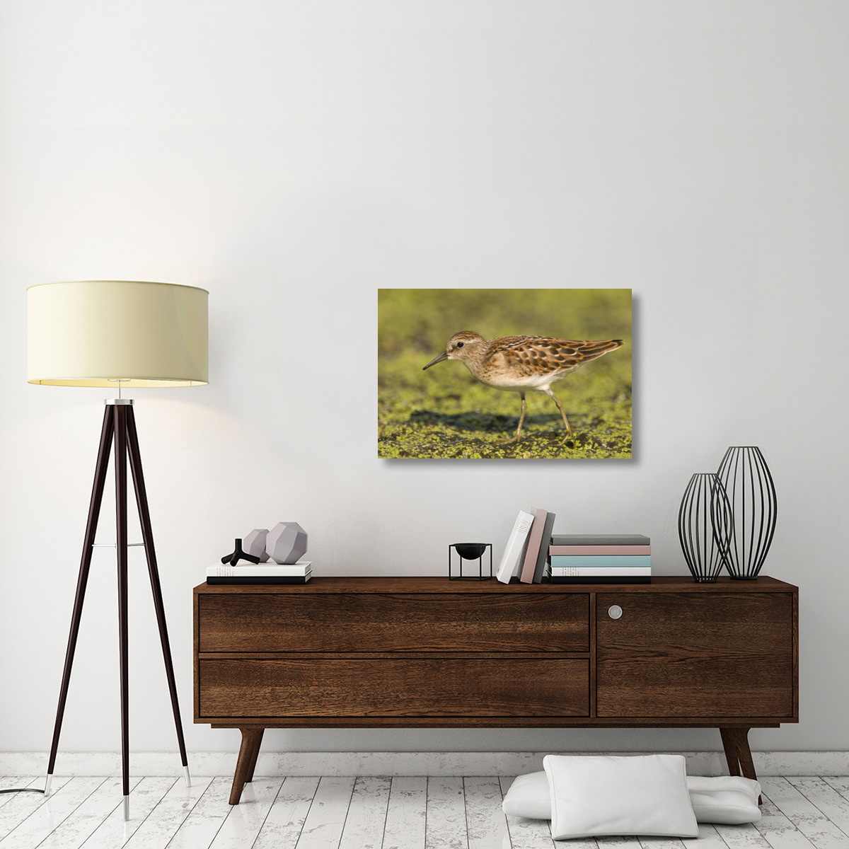 Pectoral Sandpiper, Michigan-Canvas Art-36&quotx24"