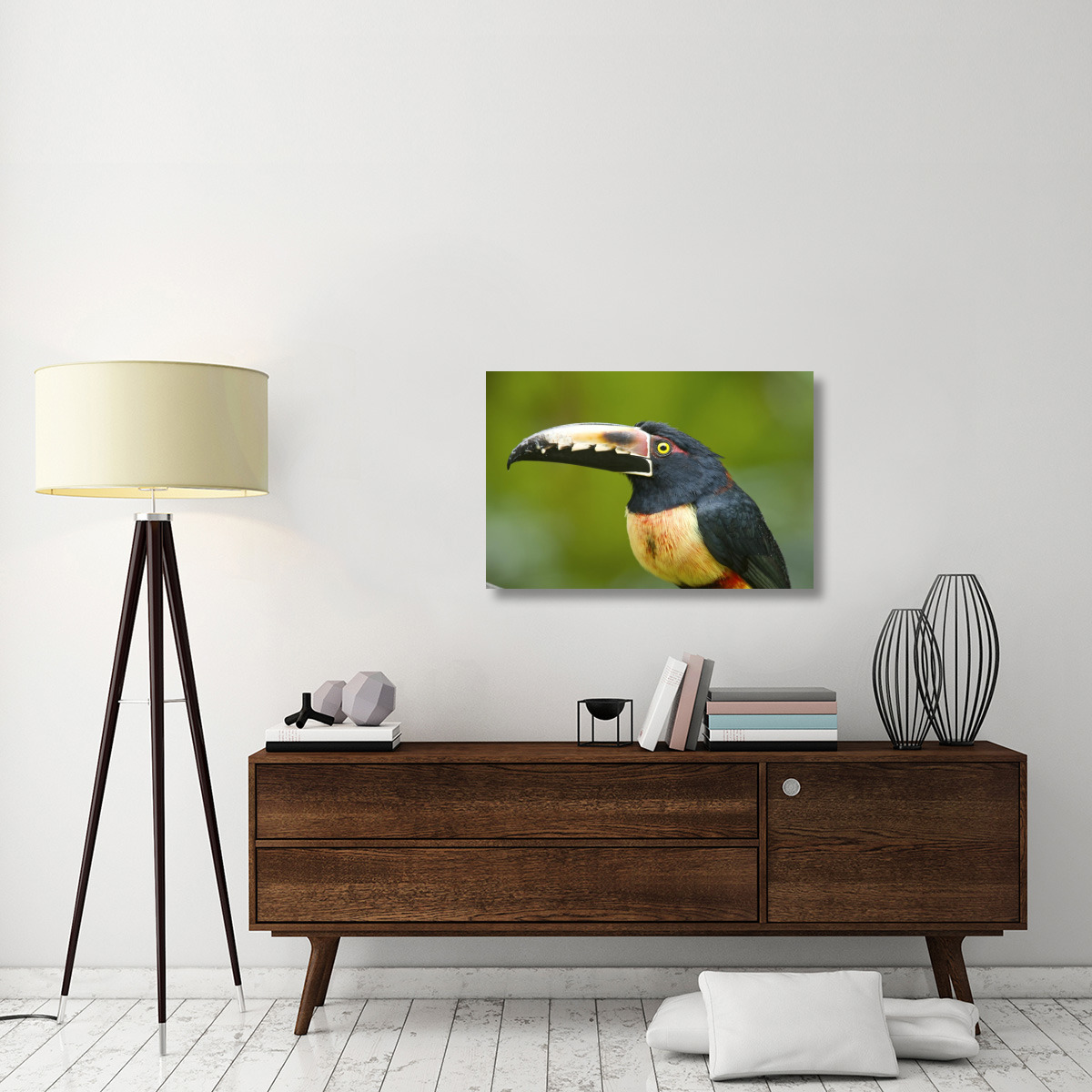 Collared Aracari, Costa Rica-Canvas Art-36&quotx24"