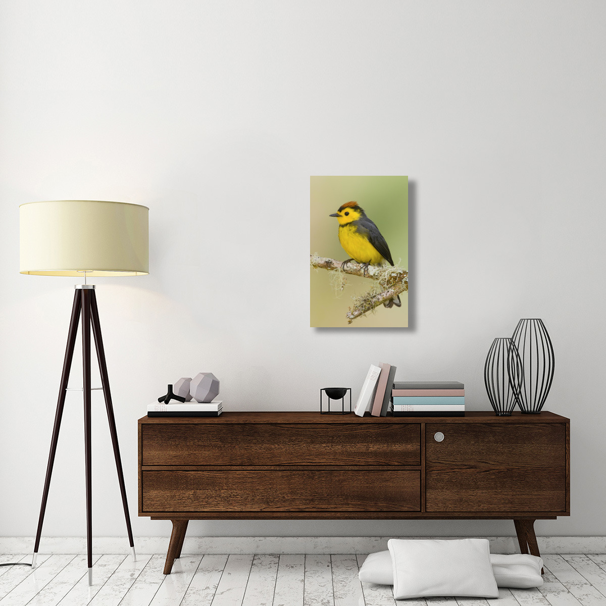 Collared Redstart, Costa Rica-Canvas Art-20&quotx30"