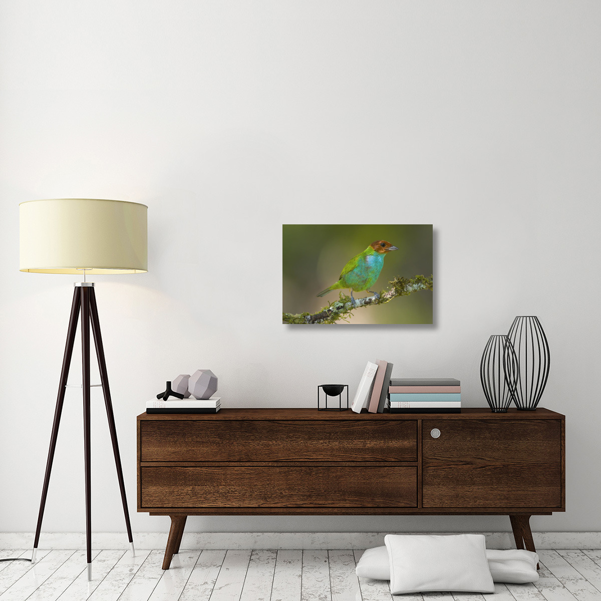 Bay-headed Tanager, Costa Rica-Canvas Art-30&quotx20"