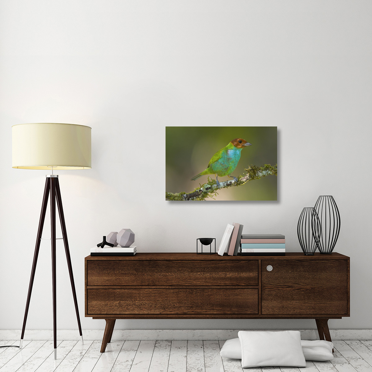 Bay-headed Tanager, Costa Rica-Canvas Art-36&quotx24"