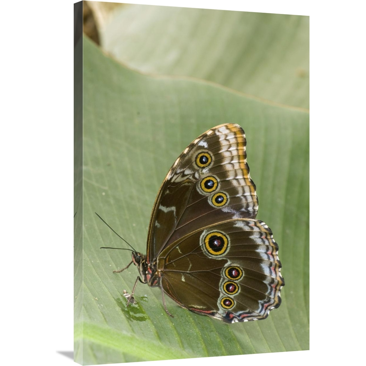 Blue Morpho butterfly, Ecuador-Canvas Art-24&quotx36"