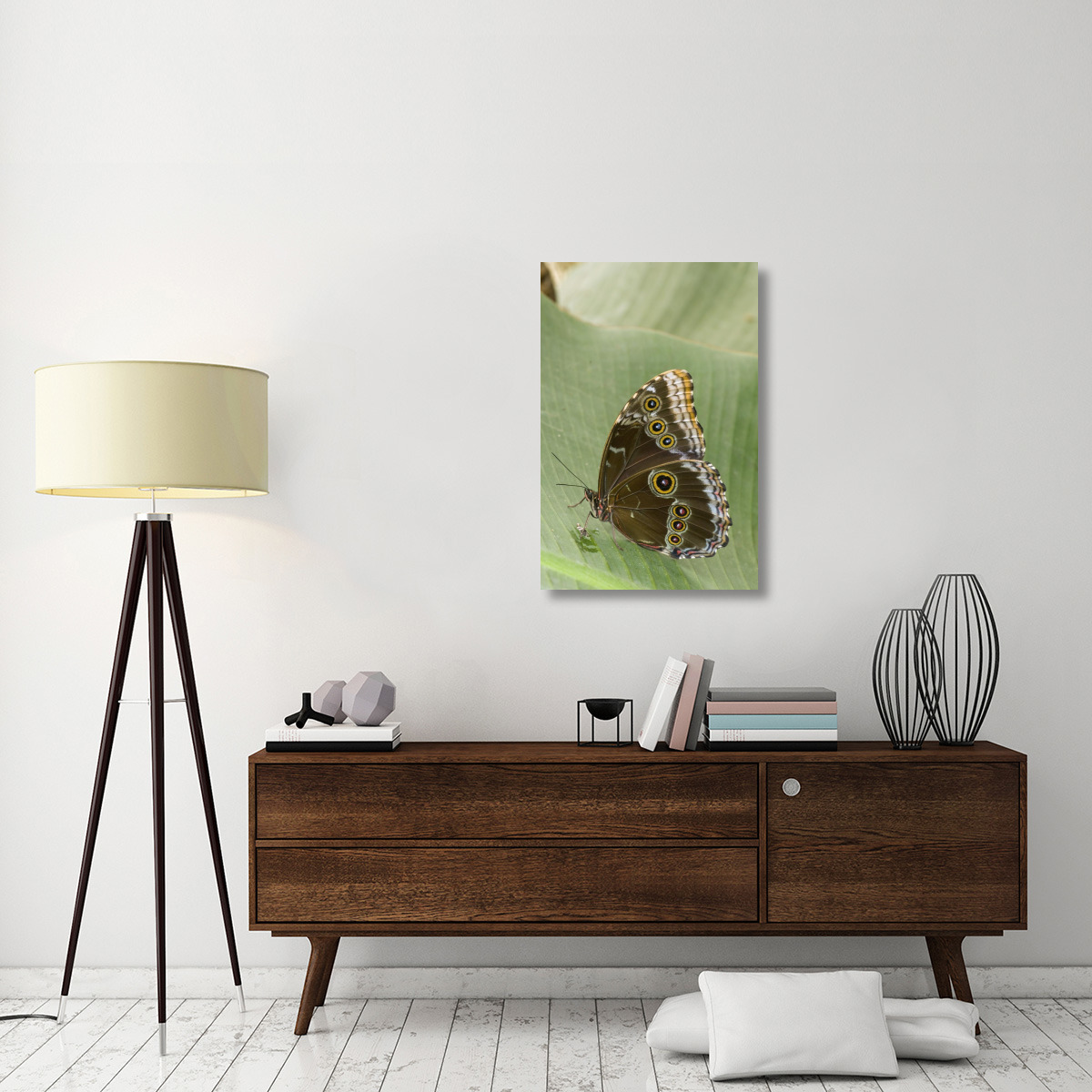 Blue Morpho butterfly, Ecuador-Canvas Art-24&quotx36"