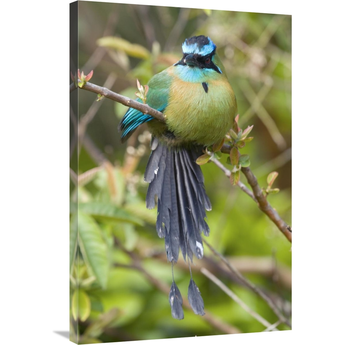 Blue-crowned Motmot, Costa Rica-Canvas Art-24&quotx36"