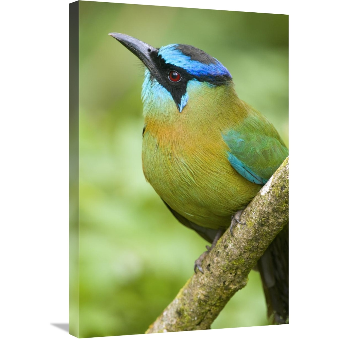 Blue-crowned Motmot, Costa Rica-Canvas Art-20&quotx30"