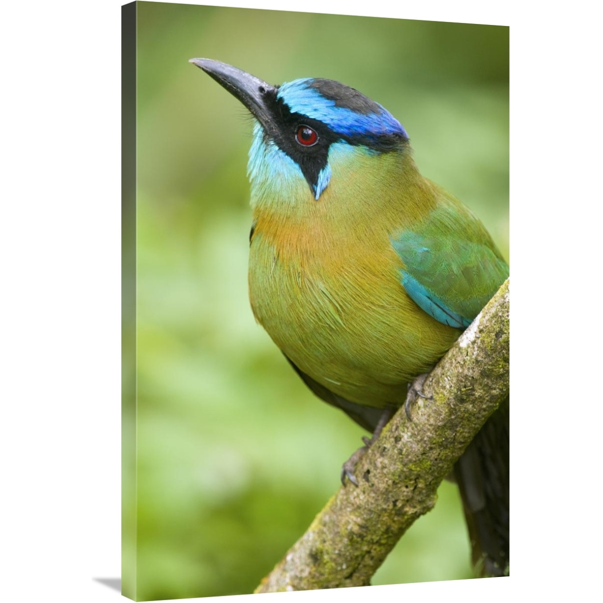 Blue-crowned Motmot, Costa Rica-Canvas Art-24&quotx36"