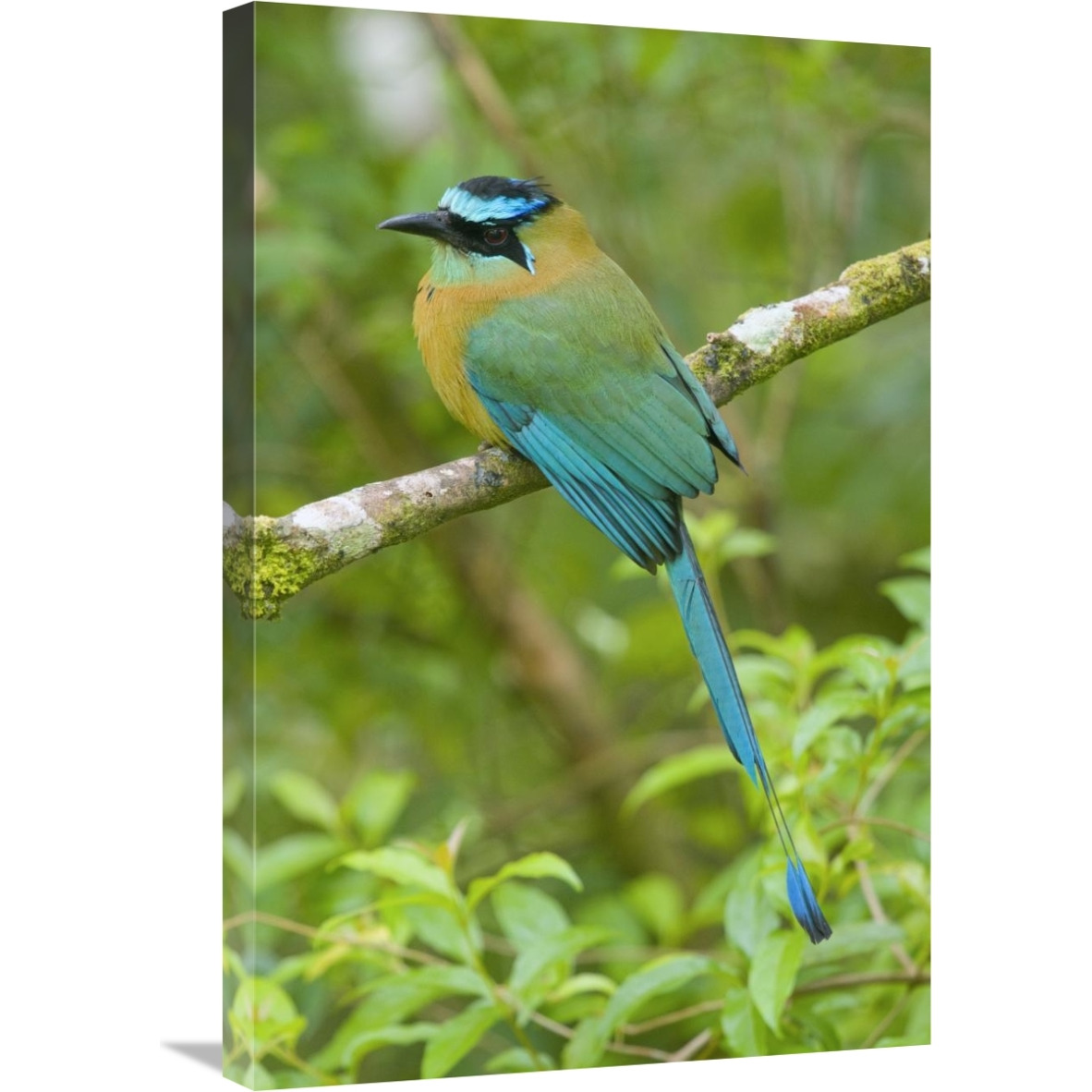 Blue-crowned Motmot, Costa Rica-Canvas Art-20&quotx30"