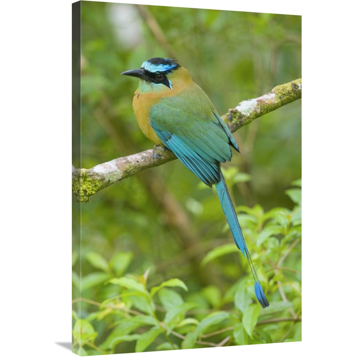 Blue-crowned Motmot, Costa Rica-Canvas Art-24&quotx36"