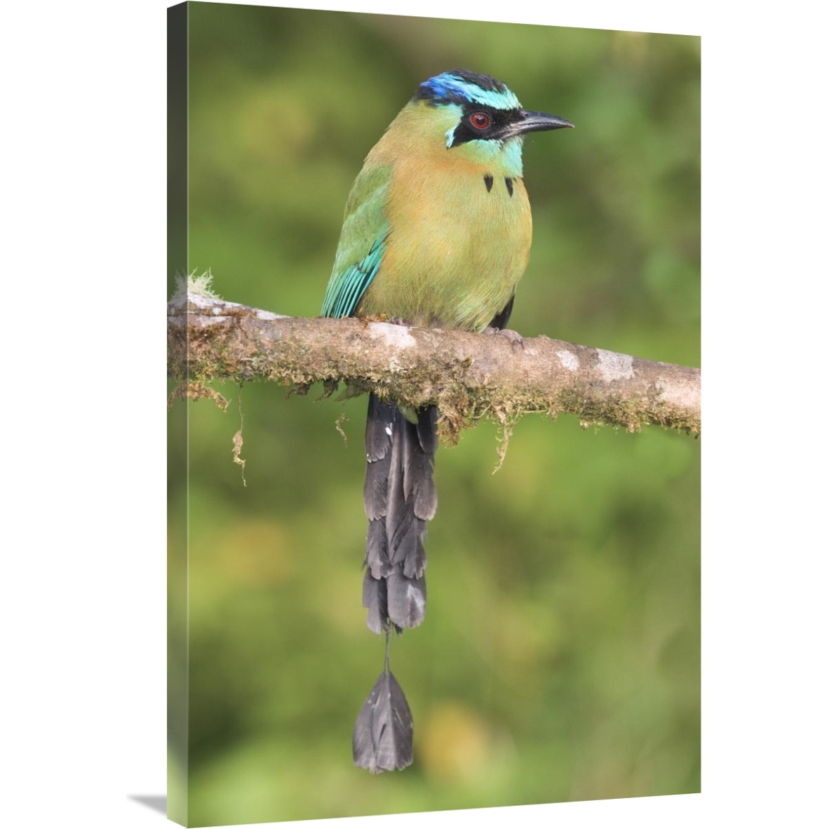 Blue-crowned Motmot, Costa Rica-Canvas Art-24&quotx36"