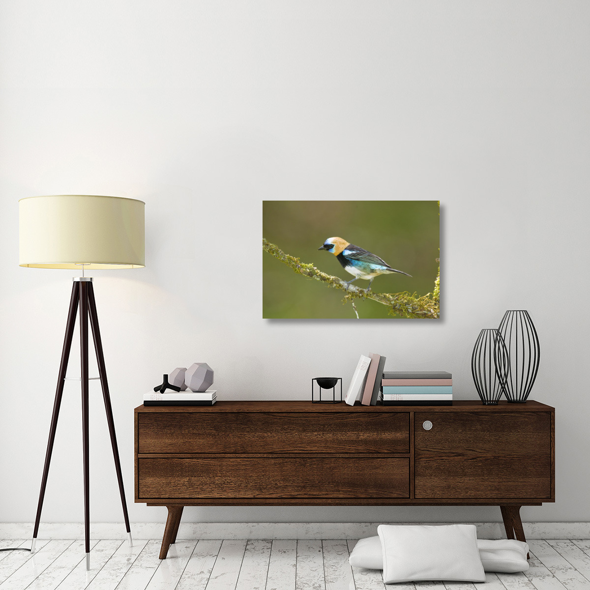 Golden-hooded Tanager, Costa Rica-Canvas Art-36&quotx24"