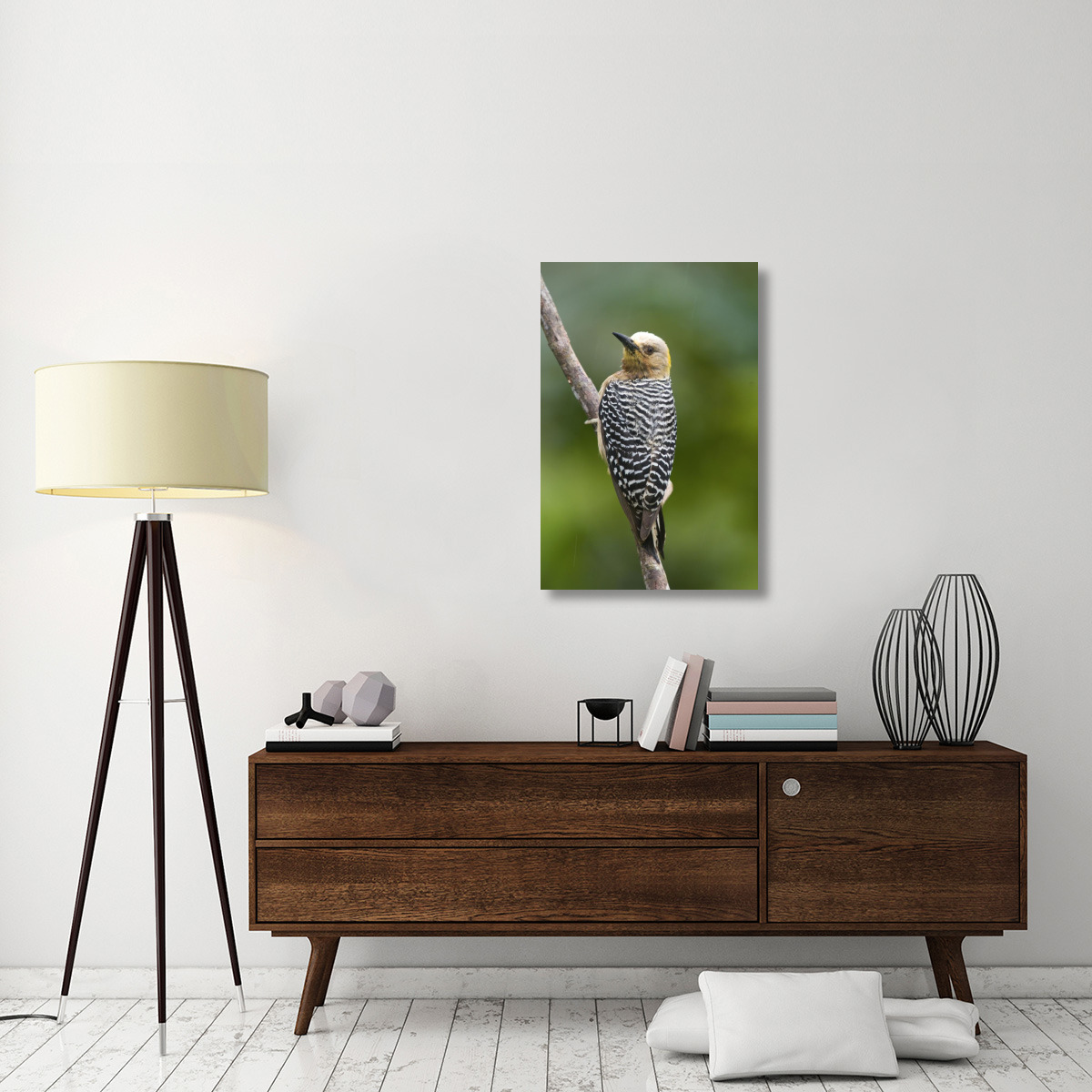 Hoffmann&quots Woodpecker, Costa Rica-Canvas Art-24&quotx36"