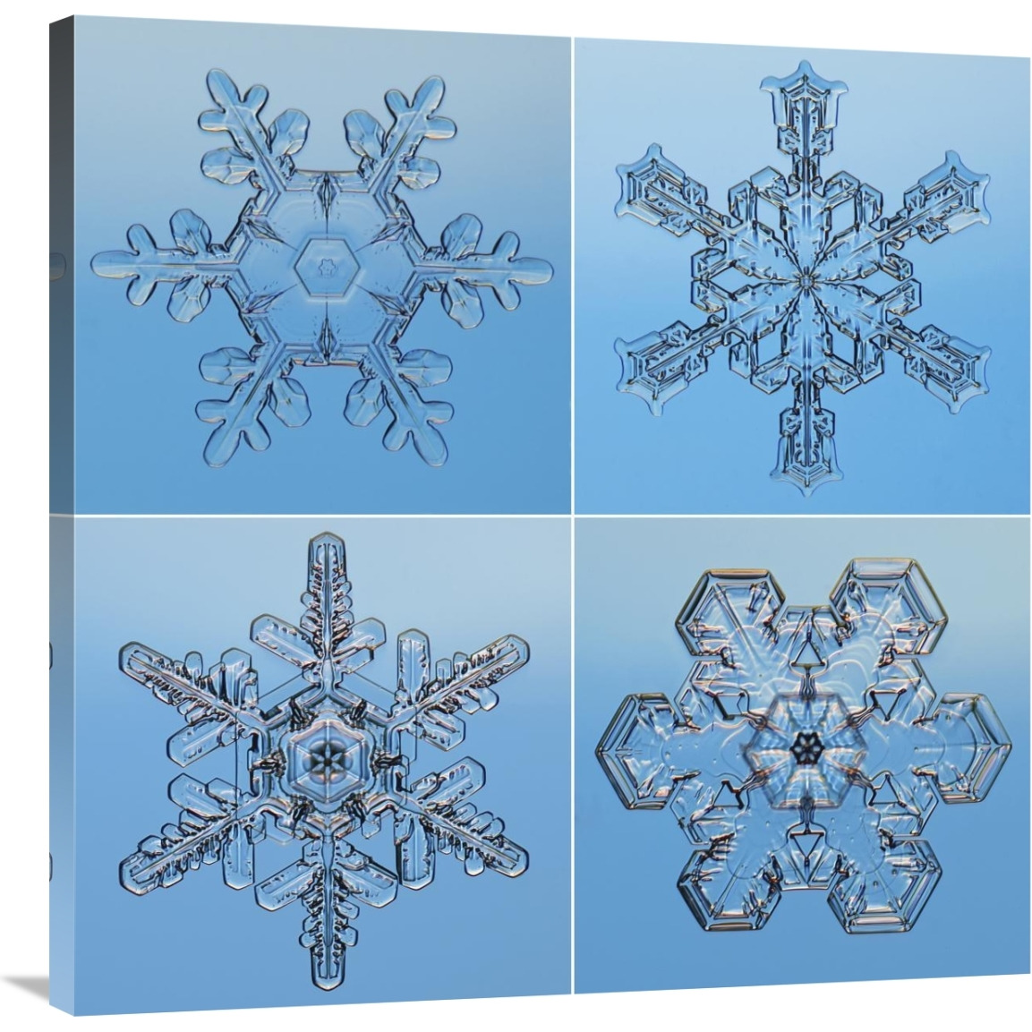 Snowflakes seen through microscope-Canvas Art-36&quotx36"