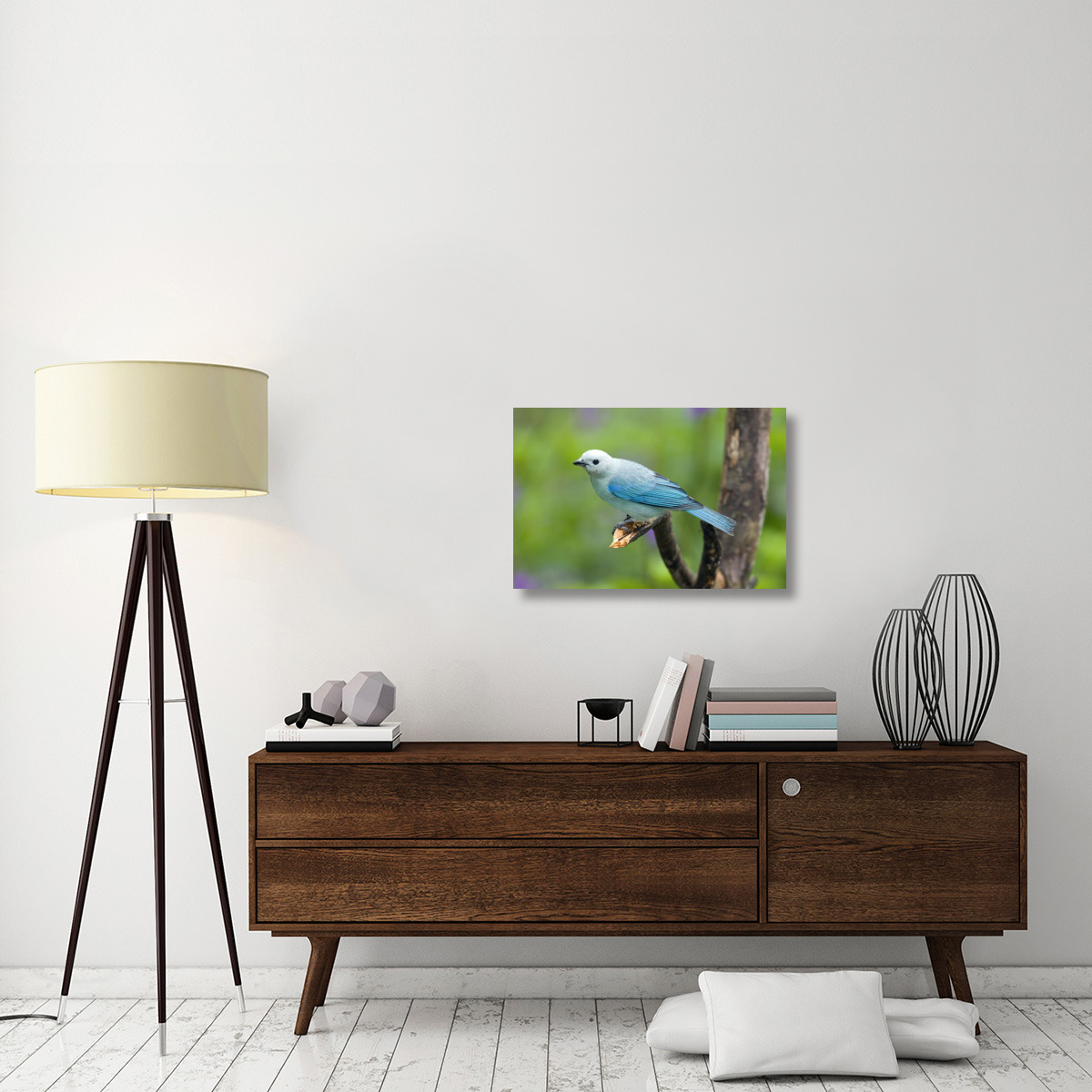 Blue-gray Tanager male, Costa Rica-Canvas Art-30&quotx20"