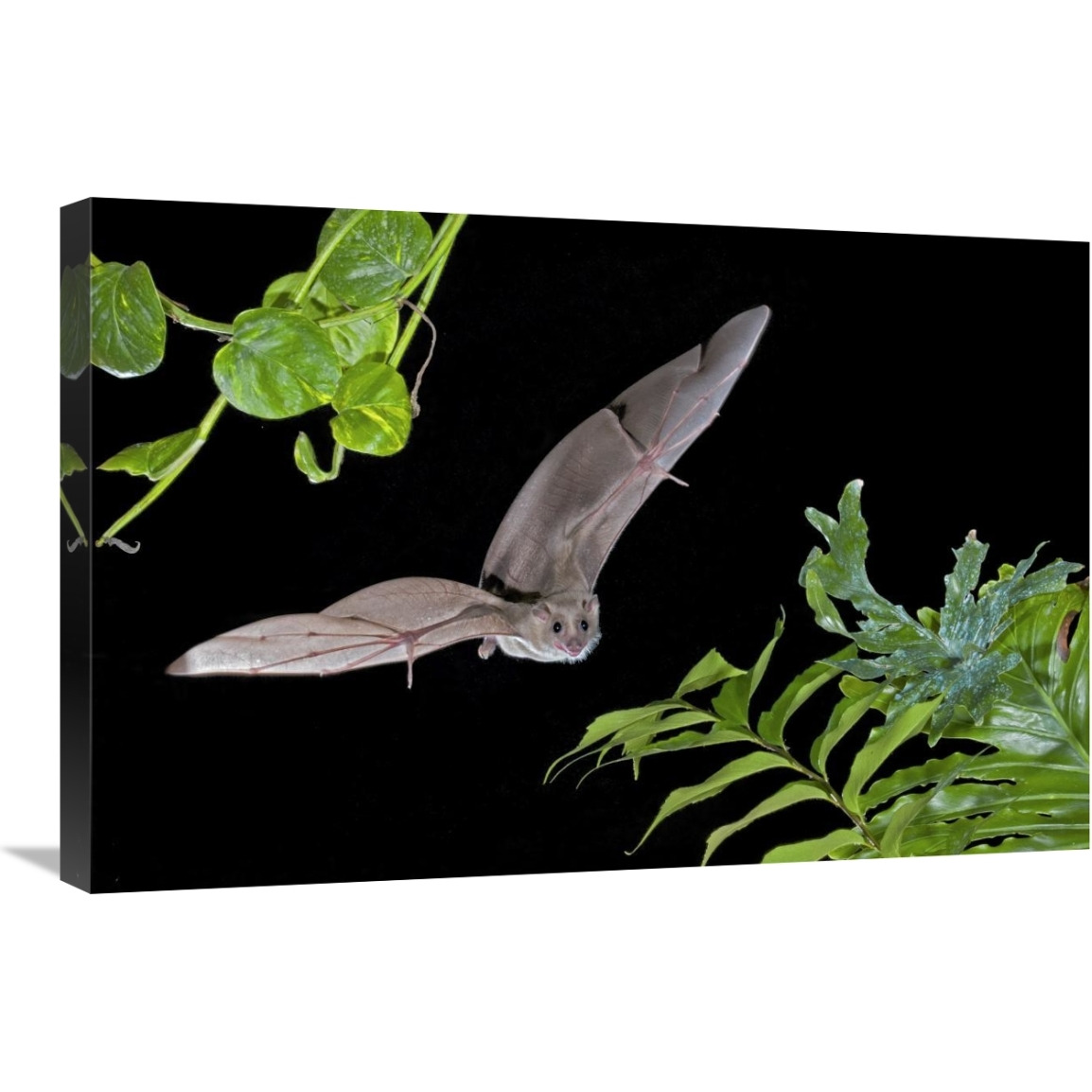 Egyptian Fruit Bat flying, Michigan-Canvas Art-30&quotx20"