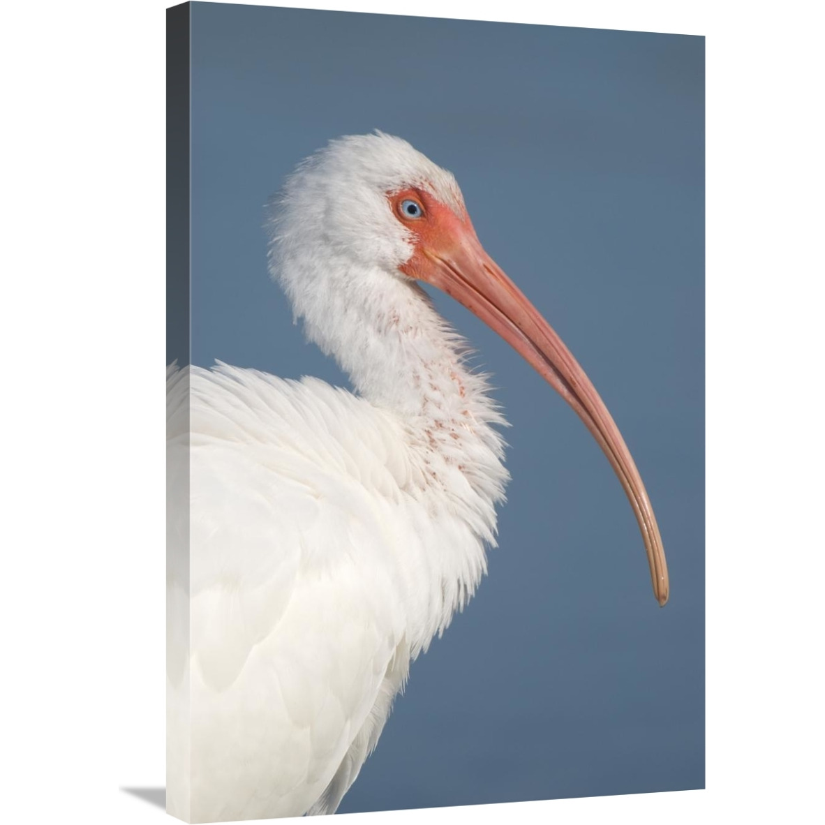 White Ibis, Fort Myers Beach, Florida-Canvas Art-20&quotx30"