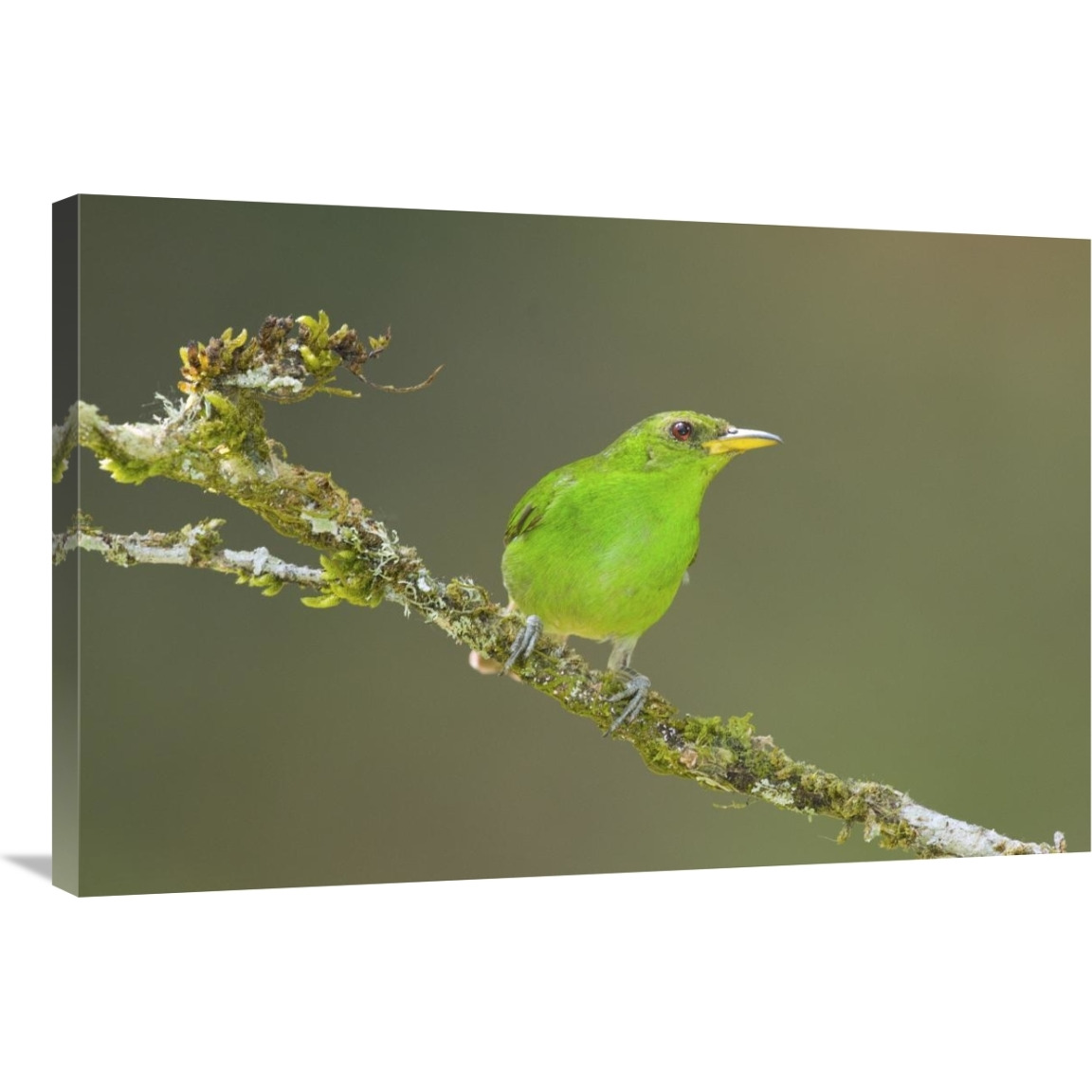 Green Honeycreeper female, Costa Rica-Canvas Art-36&quotx24"