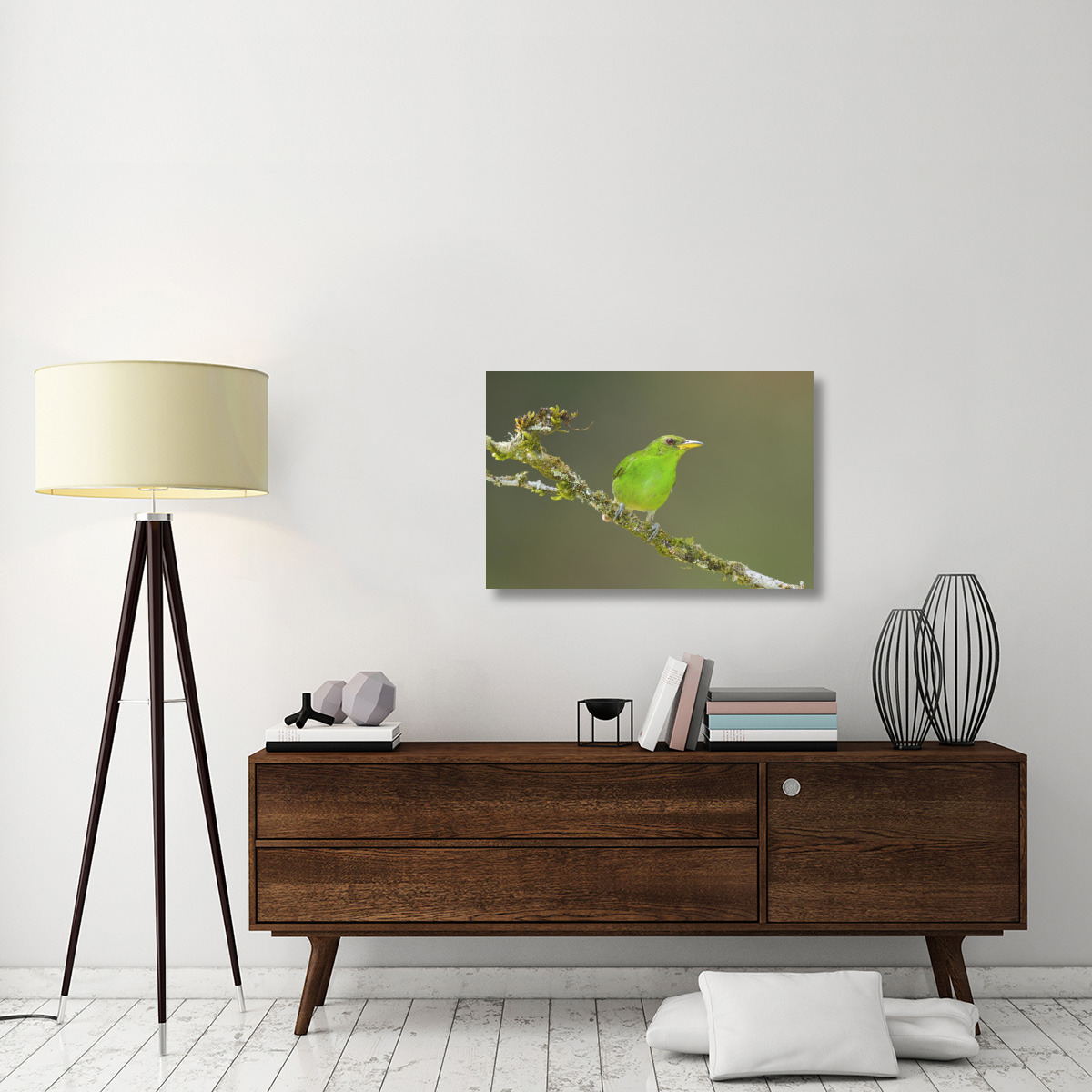 Green Honeycreeper female, Costa Rica-Canvas Art-36&quotx24"