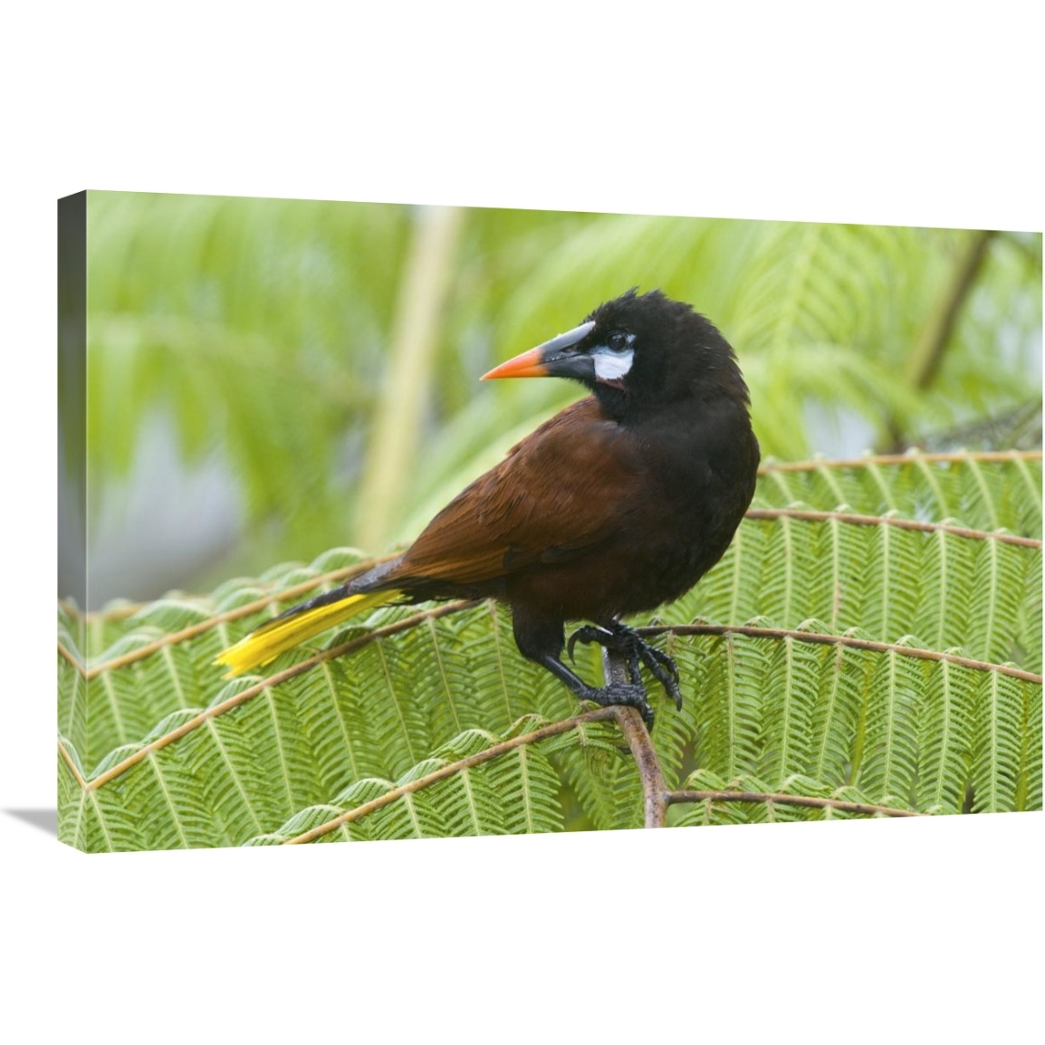 Chestnut-headed Oropendola, Costa Rica-Canvas Art-30&quotx20"