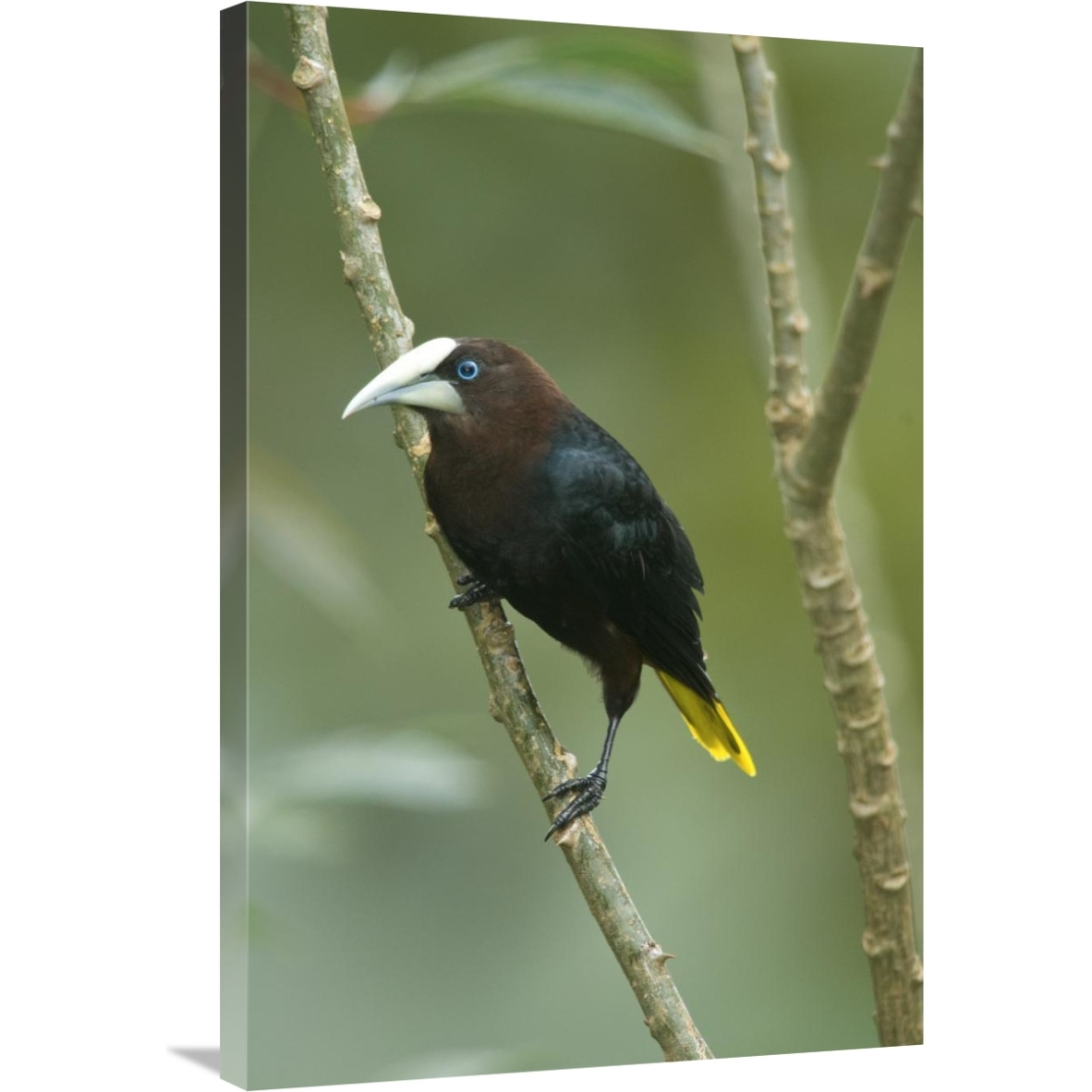 Chestnut-headed Oropendola, Costa Rica-Canvas Art-24&quotx36"